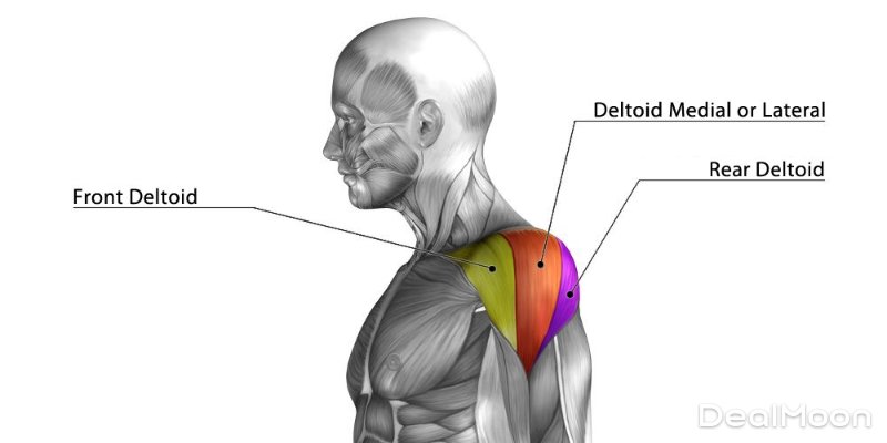 anatomia-muscolo-deltoide-spalla-en